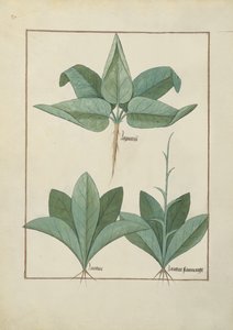Illustration from the Book of Simple Medicines by Mattheaus Platearius by Robinet Testard